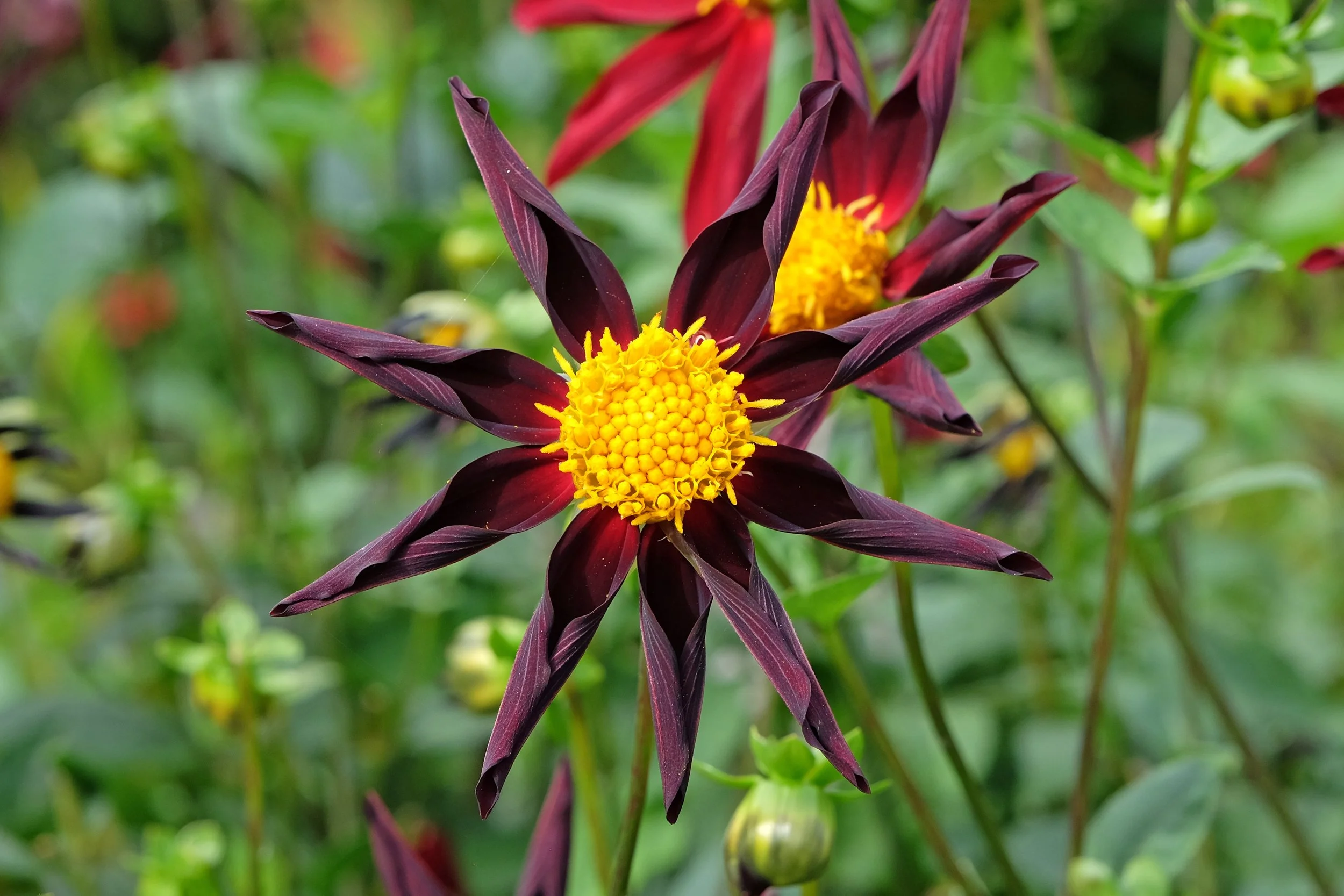 Lilium 'Casa Blanca' - Omnia Botanica